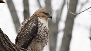 Preview wallpaper red-tailed hawk, hawk, bird, feathers