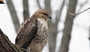 Preview wallpaper red-tailed hawk, hawk, bird, feathers