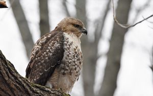 Preview wallpaper red-tailed hawk, hawk, bird, feathers