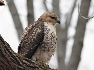 Preview wallpaper red-tailed hawk, hawk, bird, feathers