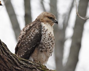 Preview wallpaper red-tailed hawk, hawk, bird, feathers