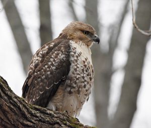 Preview wallpaper red-tailed hawk, hawk, bird, feathers