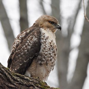 Preview wallpaper red-tailed hawk, hawk, bird, feathers