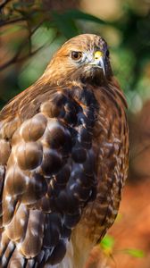 Preview wallpaper red-tailed hawk, hawk, bird, blur