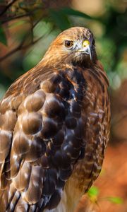 Preview wallpaper red-tailed hawk, hawk, bird, blur