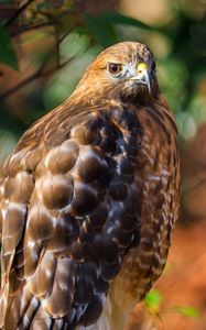 Preview wallpaper red-tailed hawk, hawk, bird, blur