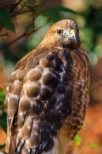 Preview wallpaper red-tailed hawk, hawk, bird, blur