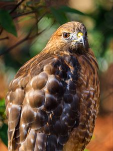 Preview wallpaper red-tailed hawk, hawk, bird, blur