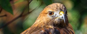 Preview wallpaper red-tailed hawk, hawk, bird, blur