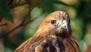 Preview wallpaper red-tailed hawk, hawk, bird, blur