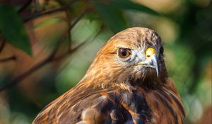 Preview wallpaper red-tailed hawk, hawk, bird, blur