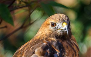 Preview wallpaper red-tailed hawk, hawk, bird, blur