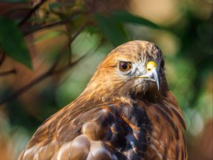 Preview wallpaper red-tailed hawk, hawk, bird, blur