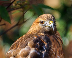 Preview wallpaper red-tailed hawk, hawk, bird, blur