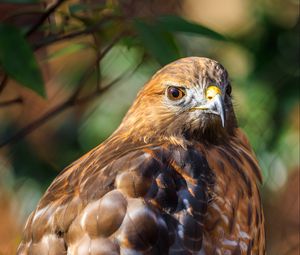 Preview wallpaper red-tailed hawk, hawk, bird, blur