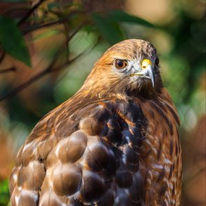 Preview wallpaper red-tailed hawk, hawk, bird, blur