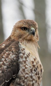 Preview wallpaper red-tailed hawk, hawk, bird, feathers, blur