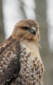 Preview wallpaper red-tailed hawk, hawk, bird, feathers, blur