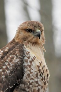 Preview wallpaper red-tailed hawk, hawk, bird, feathers, blur