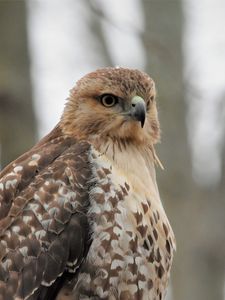 Preview wallpaper red-tailed hawk, hawk, bird, feathers, blur