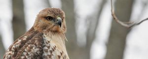 Preview wallpaper red-tailed hawk, hawk, bird, feathers, blur