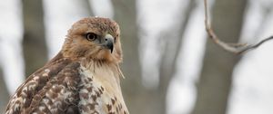 Preview wallpaper red-tailed hawk, hawk, bird, feathers, blur