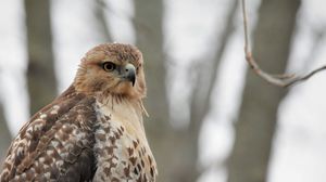 Preview wallpaper red-tailed hawk, hawk, bird, feathers, blur