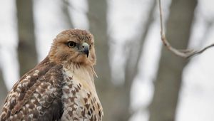 Preview wallpaper red-tailed hawk, hawk, bird, feathers, blur