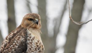 Preview wallpaper red-tailed hawk, hawk, bird, feathers, blur