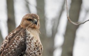 Preview wallpaper red-tailed hawk, hawk, bird, feathers, blur
