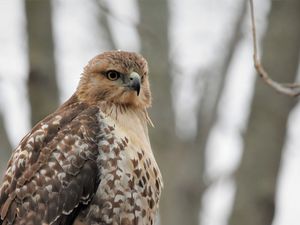 Preview wallpaper red-tailed hawk, hawk, bird, feathers, blur