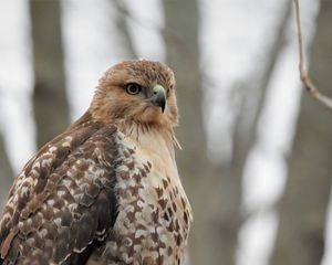 Preview wallpaper red-tailed hawk, hawk, bird, feathers, blur