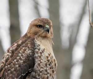 Preview wallpaper red-tailed hawk, hawk, bird, feathers, blur