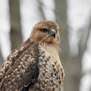 Preview wallpaper red-tailed hawk, hawk, bird, feathers, blur