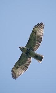 Preview wallpaper red-tailed hawk, hawk, bird, wings, flight