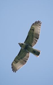 Preview wallpaper red-tailed hawk, hawk, bird, wings, flight