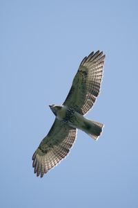 Preview wallpaper red-tailed hawk, hawk, bird, wings, flight