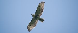 Preview wallpaper red-tailed hawk, hawk, bird, wings, flight