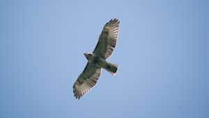 Preview wallpaper red-tailed hawk, hawk, bird, wings, flight