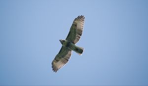 Preview wallpaper red-tailed hawk, hawk, bird, wings, flight