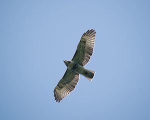 Preview wallpaper red-tailed hawk, hawk, bird, wings, flight