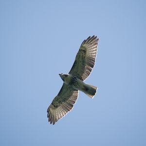 Preview wallpaper red-tailed hawk, hawk, bird, wings, flight