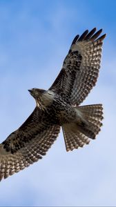 Preview wallpaper red-tailed hawk, hawk, bird, flight, sky