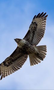 Preview wallpaper red-tailed hawk, hawk, bird, flight, sky