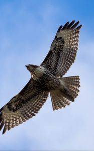 Preview wallpaper red-tailed hawk, hawk, bird, flight, sky