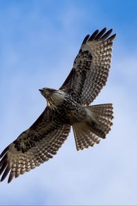 Preview wallpaper red-tailed hawk, hawk, bird, flight, sky