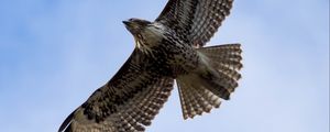 Preview wallpaper red-tailed hawk, hawk, bird, flight, sky