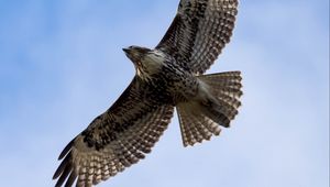 Preview wallpaper red-tailed hawk, hawk, bird, flight, sky