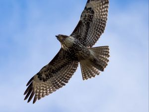 Preview wallpaper red-tailed hawk, hawk, bird, flight, sky