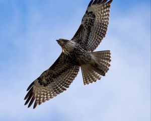 Preview wallpaper red-tailed hawk, hawk, bird, flight, sky